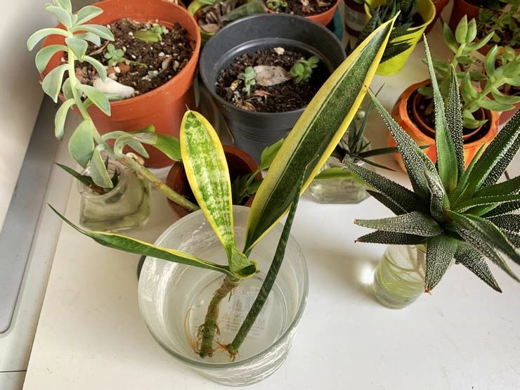 Indoor Plants Cuttings