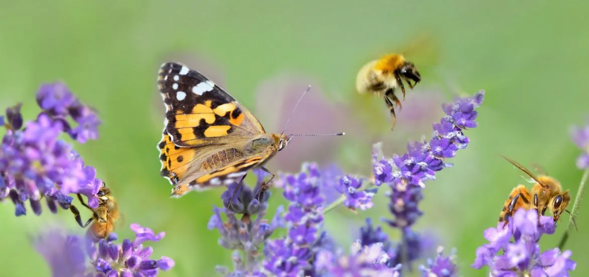 Butterfly And Pollinator Bees