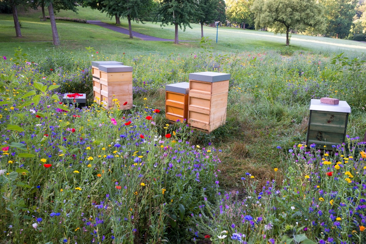 Beehives In His Garden Istock