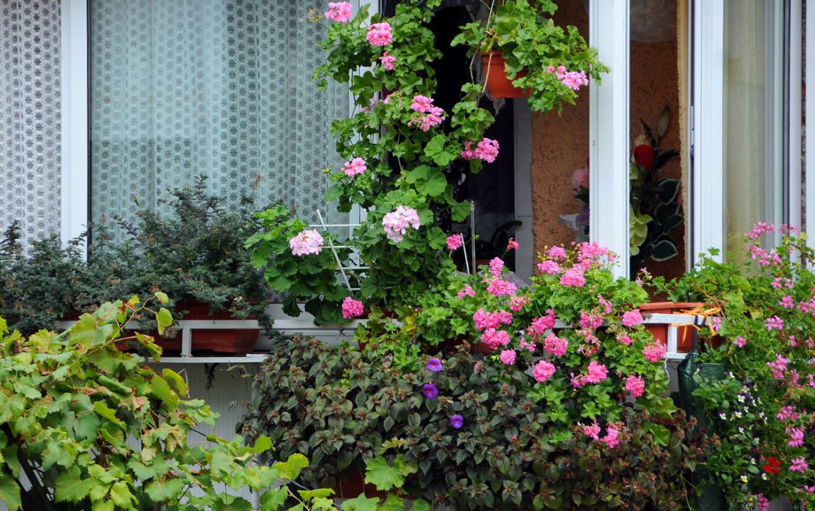 Balcony Ornamental Plants